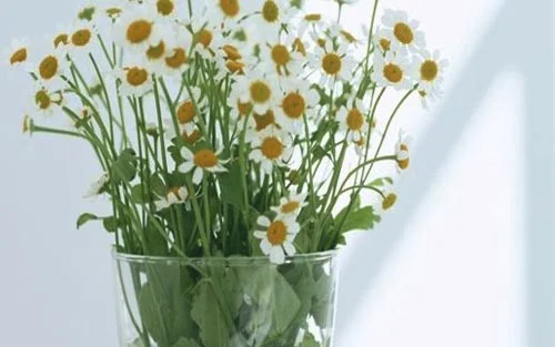 怎样自学服装裁剪