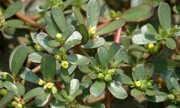 马齿苋的功效与作用