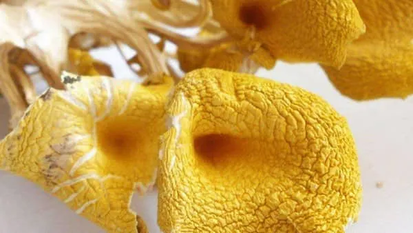黄金菇的功效与作用及禁忌