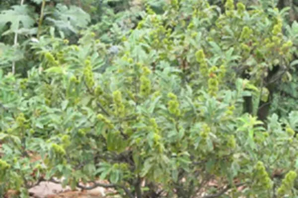 茅栗根的功效与作用及禁忌