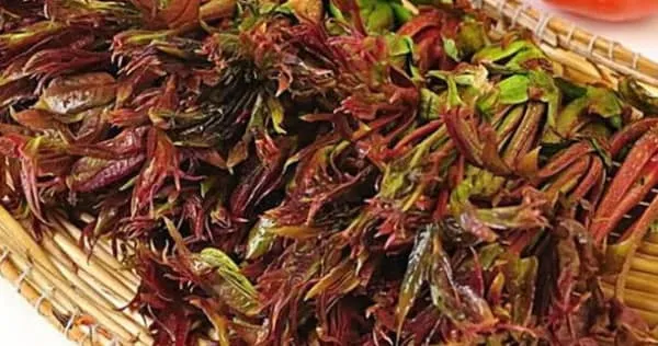 香椿芽的营养价值及功效与作用