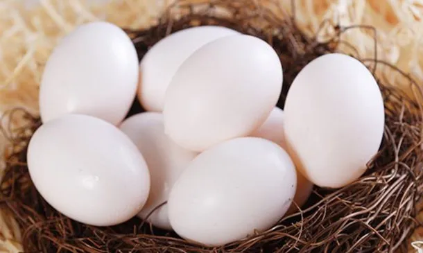 白鸽蛋的营养价值及功效