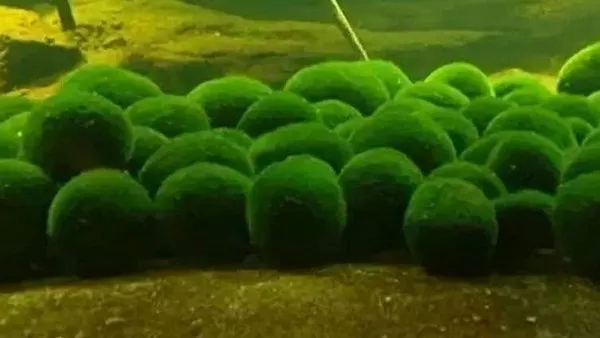 小球藻的功效与作用及禁忌