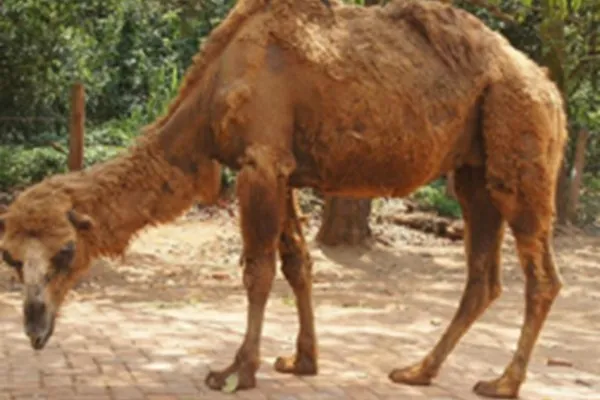 骆驼脂的功效与作用及禁忌