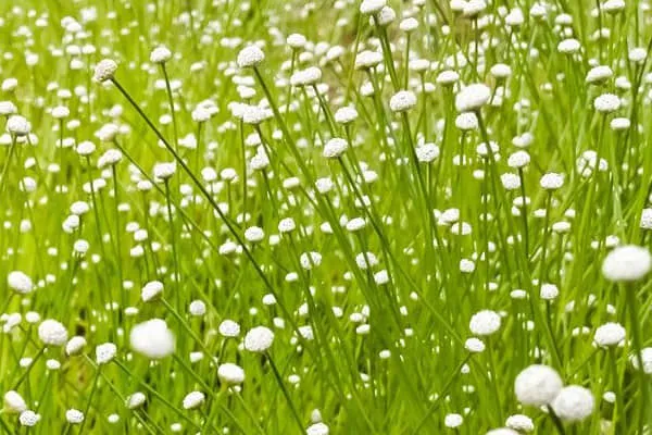 谷精草的功效与作用、用法用量及禁忌