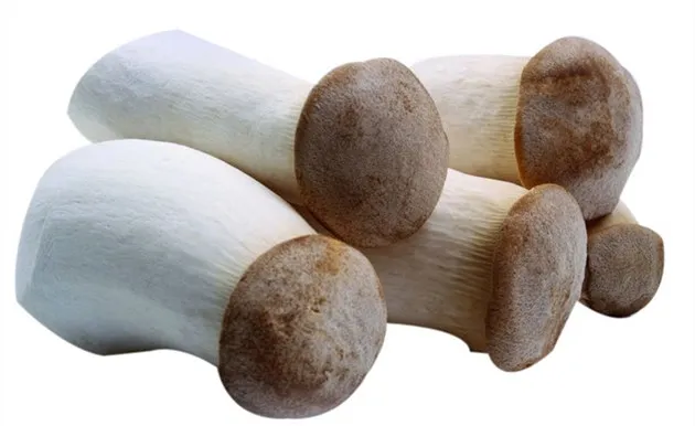 鸡腿菇的功效与作用及营养价值、禁忌