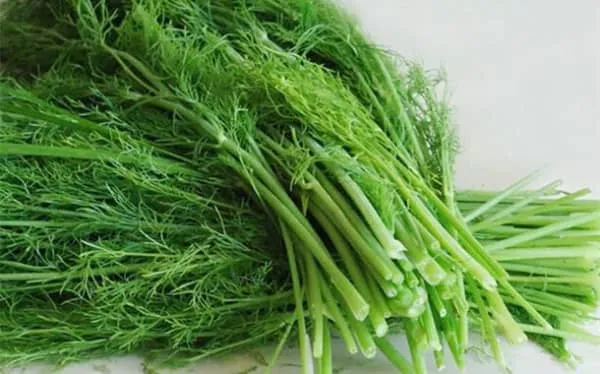小茴香的功效与作用和禁忌