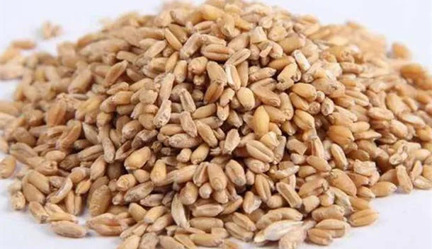 浮小麦的功效与作用及食用方法