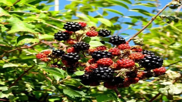 黑树莓的功效与作用及禁忌