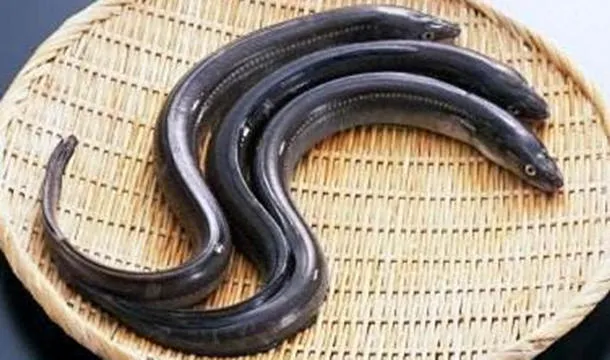 鳗鱼的营养价值及功效与作用、禁忌