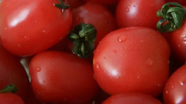 小西红柿的功效与作用及禁忌