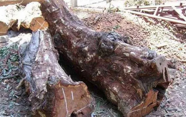 紫檀的作用与功效