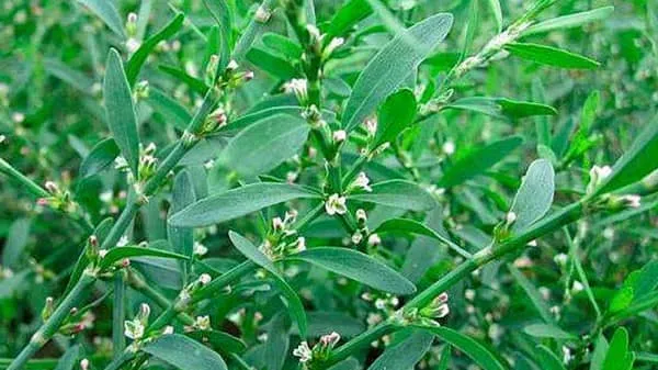 竹节草的功效与作用及禁忌