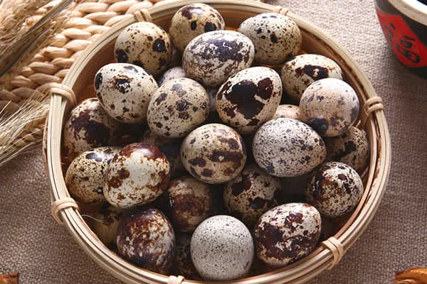 鹌鹑蛋的功效与作用