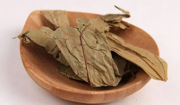 布渣叶的功效与作用及食用方法、禁忌