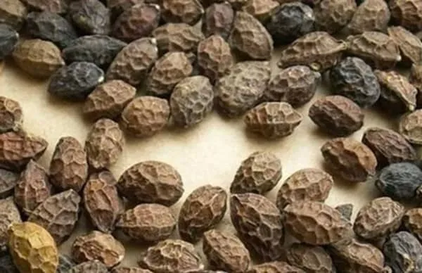 鸦胆子的功效与作用及副作用、禁忌