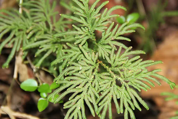 地柏枝的功效与作用、用法用量及禁忌