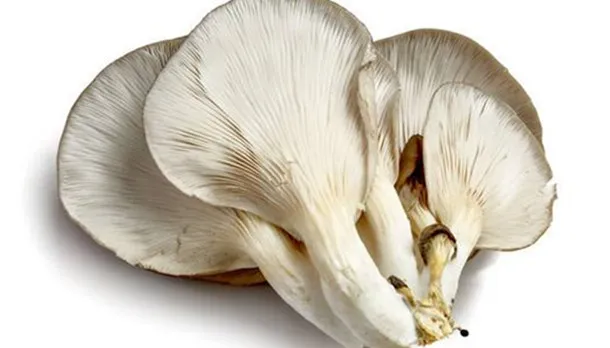 白蘑菇的功效与作用、用法用量及禁忌