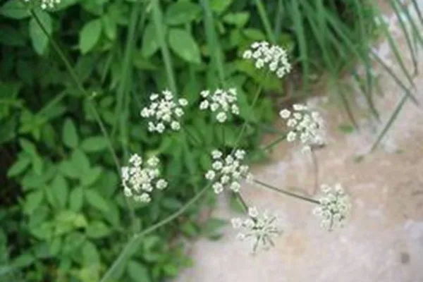 防风花的功效与作用及禁忌