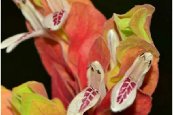 麒麟吐珠的功效与作用及禁忌