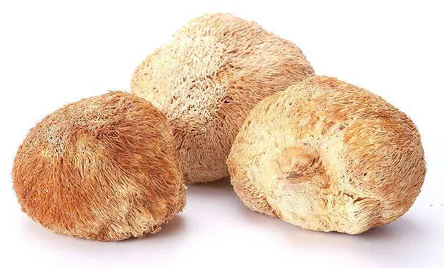 猴头菇的功效与作用及营养价值、禁忌