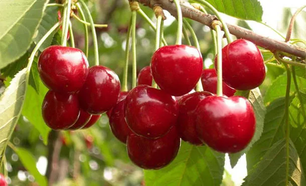樱桃的功效与作用及营养价值、禁忌