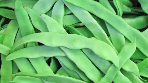 绿扁豆的功效与作用及禁忌