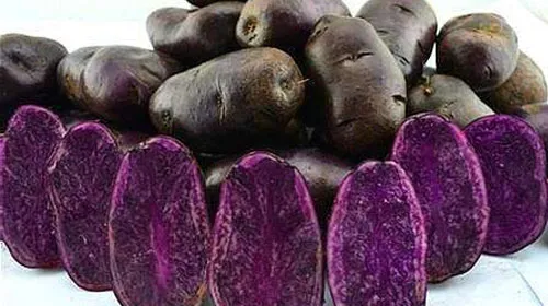紫土豆的功效与作用及禁忌