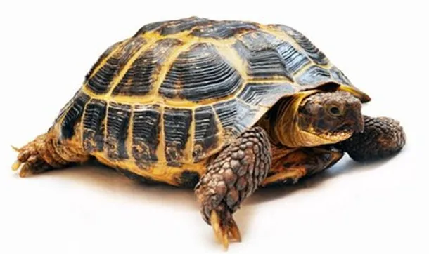 乌龟的营养价值及功效与作用、禁忌