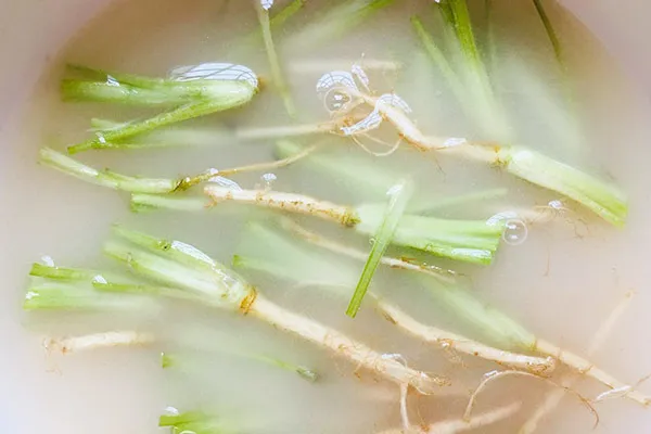 香菜根煮水的功效与作用及禁忌