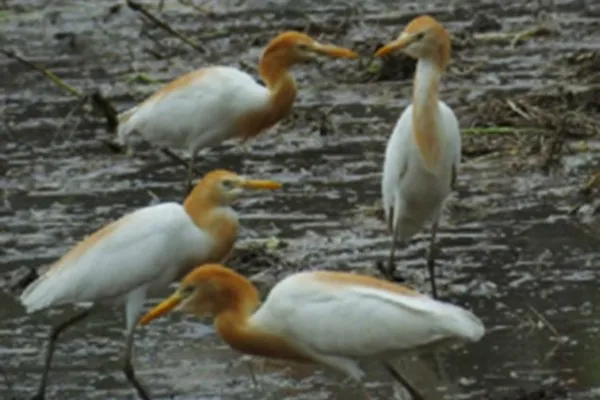 牛背鹭的功效与作用及禁忌