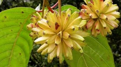 喜树果的功效与作用及禁忌