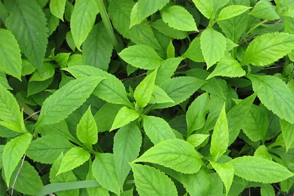 败酱草的功效与作用、用法用量及禁忌