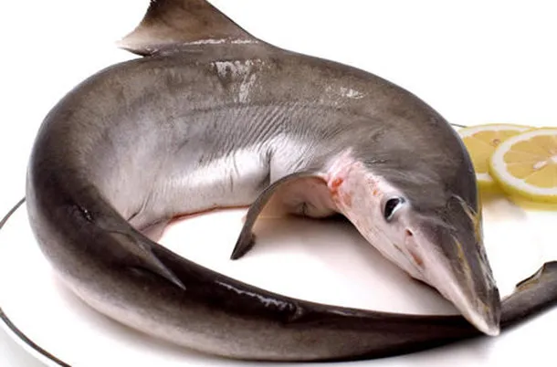 鲨鱼的营养价值及功效与作用、禁忌