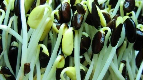 黑豆豆芽的功效与作用及禁忌