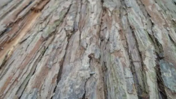 杉树皮的功效与作用及禁忌