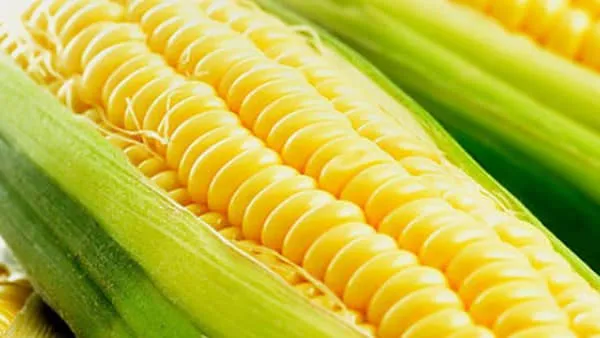 黄玉米的功效与作用及禁忌