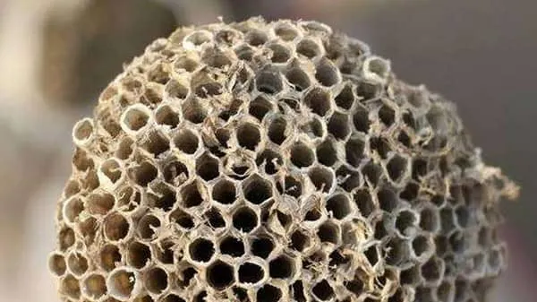 马蜂窝的功效与作用及禁忌