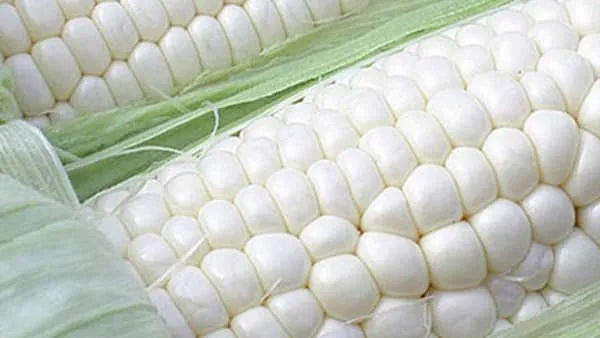 白玉米的功效与作用及禁忌