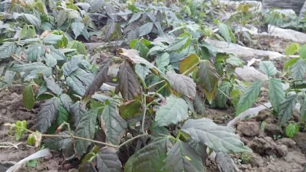 金线吊葫芦的功效与作用及禁忌