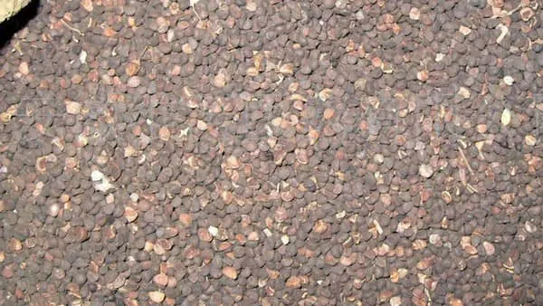 黑白丑的功效与作用及禁忌