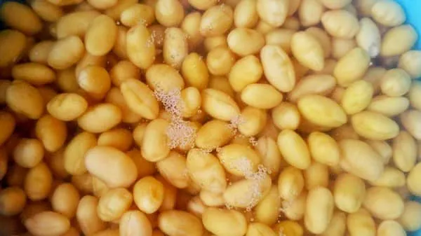 醋泡黄豆的功效与作用及禁忌