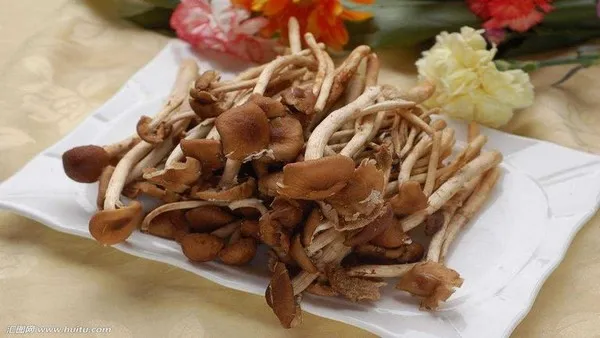 茶树菇的功效与作用及禁忌