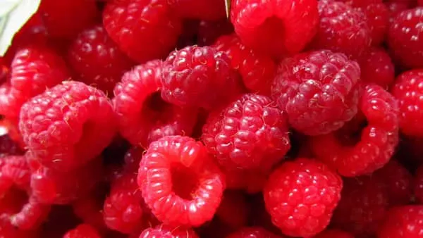 红莓果的功效与作用及禁忌