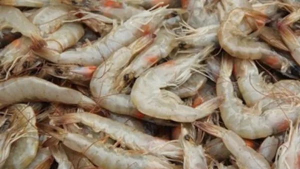 海虾的功效与作用及禁忌
