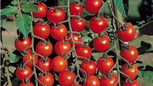 樱桃番茄的功效与作用及禁忌