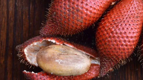 蛇油果的功效与作用及禁忌