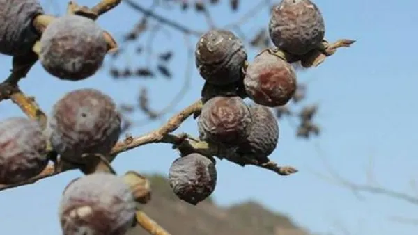 野生黑枣的功效与作用及禁忌