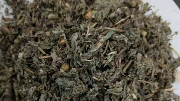 回心草的功效与作用及禁忌