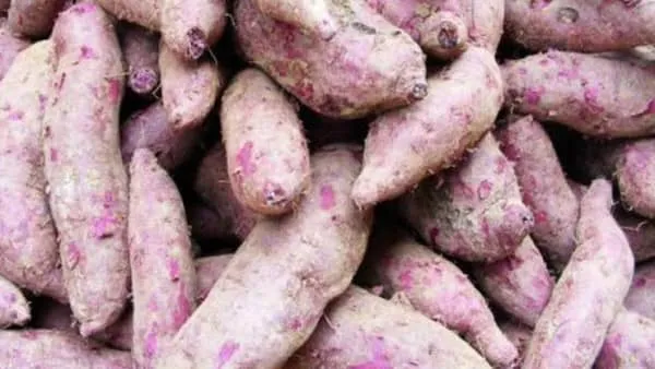 紫红薯的功效与作用及禁忌